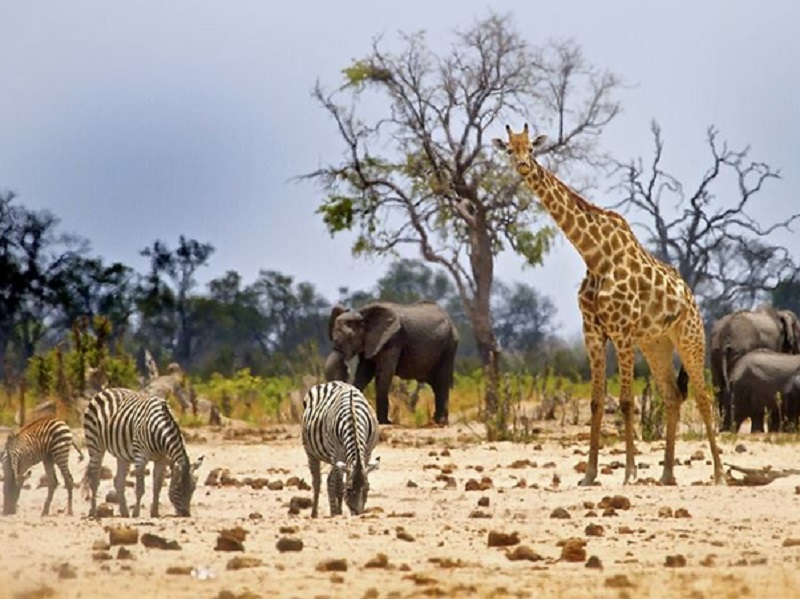 7 Tips For A Memorable Trip Of Zimbabwe Safaris