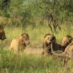 Remarkable Behaviour of the Mapogo Lions