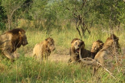 Remarkable Behaviour of the Mapogo Lions