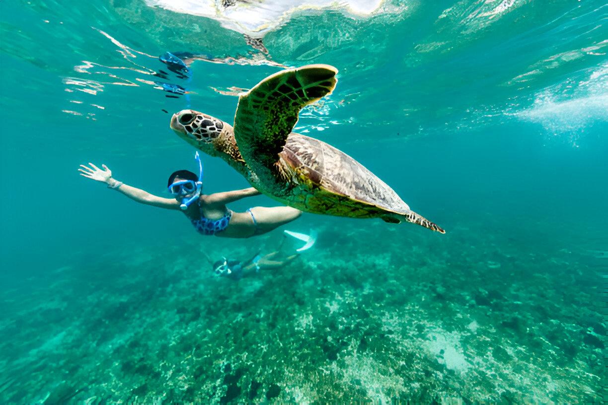 Best Destinations to Witness Nature’s Ancient Mariners the Turtles